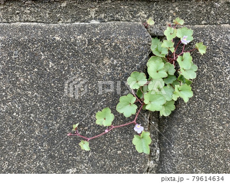 ツタバウンラン(壁)/The Ivy-leaved Toadflax with rain drop ツタバウンラン(壁)/The Ivy-leaved Toadflax with rain drop 79614634