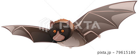 Animal cartoon character of a Bat on white background 79615180