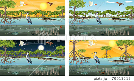 Different mangrove forest landscape scenes with animals Different mangrove forest landscape scenes with animals 79615215