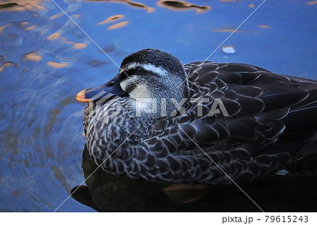 夕暮れの公園の池で休むカルガモの横顔 79615243