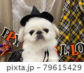 ハロウィンの犬 79615429