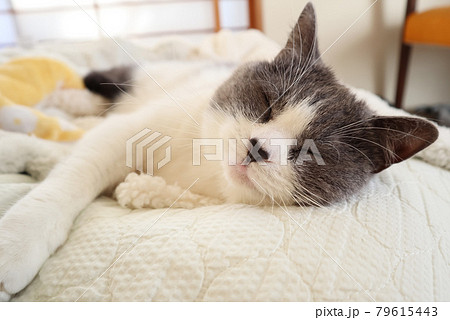 幸せそうな猫の寝顔 79615443