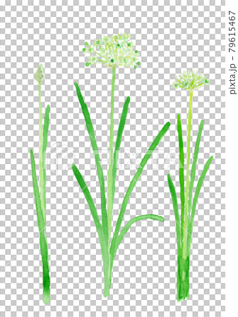 Allium tuberosum leek flower Allium tuberosum leek flower 79615467