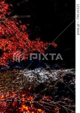 【東京都】奥多摩の紅葉風景 【東京都】奥多摩の紅葉風景 79616325