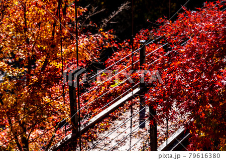 【東京都】奥多摩の紅葉風景 【東京都】奥多摩の紅葉風景 79616380
