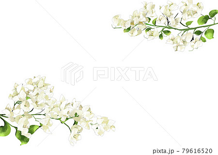 白いブーゲンビリアの花 フレーム2のイラスト素材