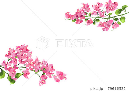 ピンク色のブーゲンビリアの花 フレームのイラスト素材