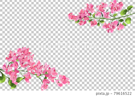 ピンク色のブーゲンビリアの花 フレーム 79616522