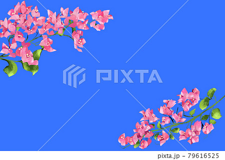 ピンク色のブーゲンビリアの花 フレーム背景あり2のイラスト素材