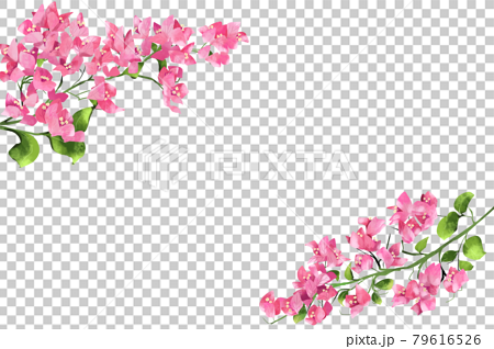 ピンク色のブーゲンビリアの花 フレーム2のイラスト素材