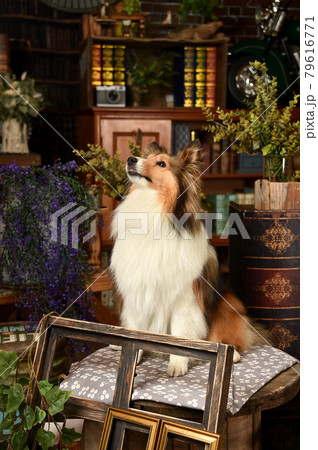 レトロ背景でおすましするシェルティー 79616771