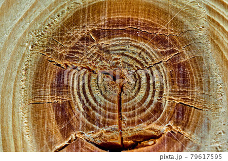 Dark knothole in a light grained piece of wood, close up, texture, background, pattern 79617595