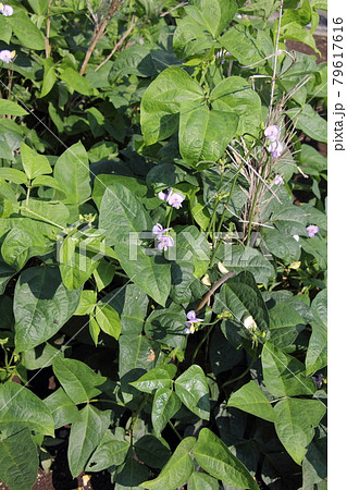 ササゲの栽培 79617616