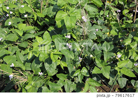 ササゲの栽培 79617617