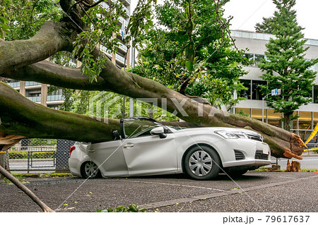 強風による倒木で潰された乗用車 強風による倒木で潰された乗用車 79617637