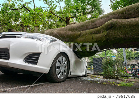 強風による倒木で潰された乗用車の写真素材