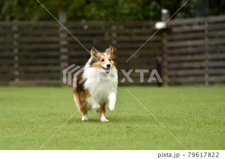 ドッグランで遊ぶシェルティー 79617822