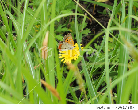坊ガツルで見つけた蝶ウラギンヒョウモン　大分県竹田市久住町大字有氏 79617887
