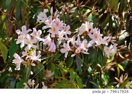 ツツジ つつじ 躑躅 79617926