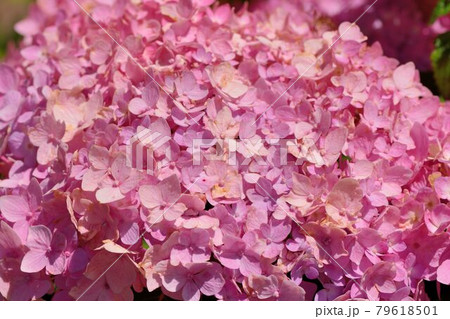 紫陽花 アジサイ あじさい 79618501