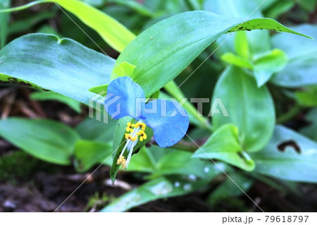 梅雨の長雨でますます綺麗になったツユクサ(露草)の花 梅雨の長雨でますます綺麗になったツユクサ(露草)の花 79618797