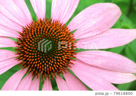 花より綺麗 エキナセアの花芯 笑 の写真素材