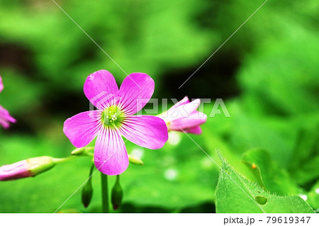 梅雨の晴れ間 どんな花も綺麗に見えます ムラサキカタバミ 紫片喰 の写真素材