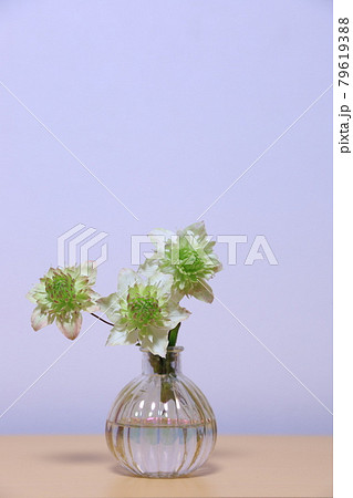 クレマチス 79619388