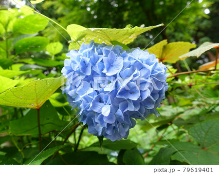 ハートのアジサイ　あじさい　紫陽花 79619401