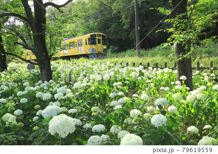 アナベルと西武鉄道　北山公園 79619559