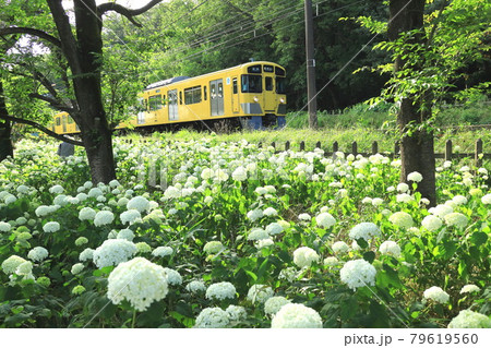 アナベルと西武鉄道　北山公園菖蒲園 79619560