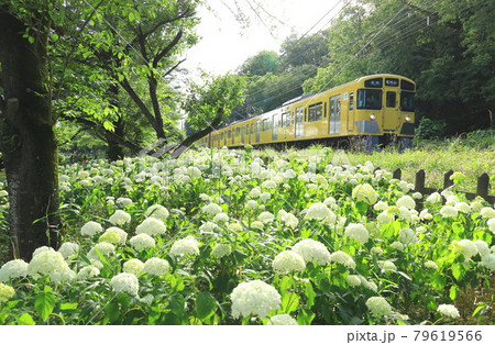 アナベルと西武鉄道　北山公園菖蒲園 79619566