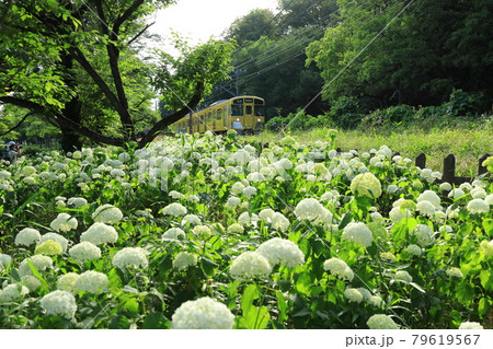 アナベルと西武鉄道　北山公園菖蒲園 79619567