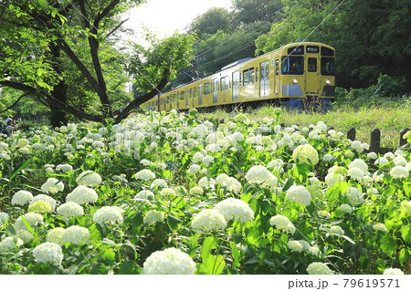 アナベルと西武鉄道　北山公園菖蒲園 79619571