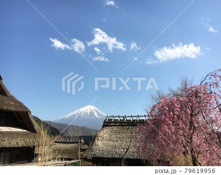 富士山と桜が楽しめる　いやしの里 79619956