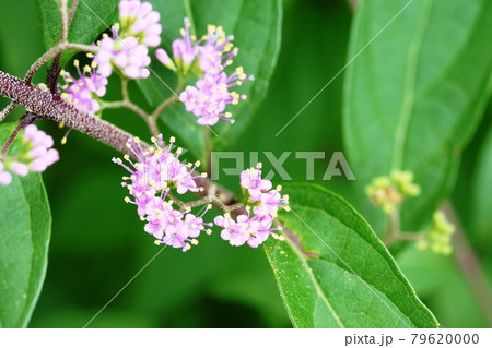 コムラサキ 小紫 の花 咲き始めの写真素材