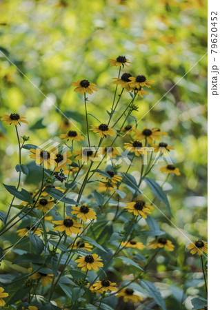 ボケのバックにミツバオオハンゴンソウ（ルドベキア・タカオ）／キク科オオハンゴンソウ属（ルドベキア属） 79620452
