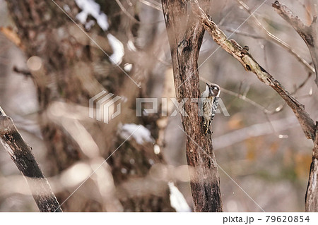 林の中でたたずむコゲラ 林の中でたたずむコゲラ 79620854
