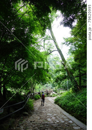 木 登山 森林 79620995