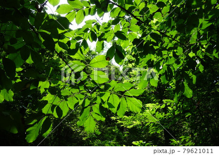 葉 木の葉 木 79621011