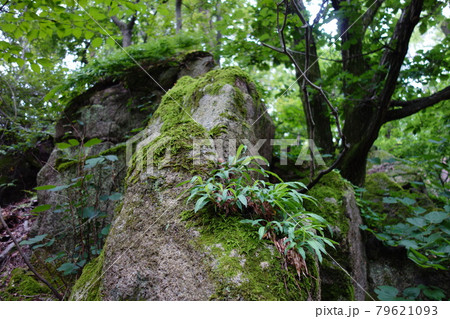 木 登山 森林 79621093