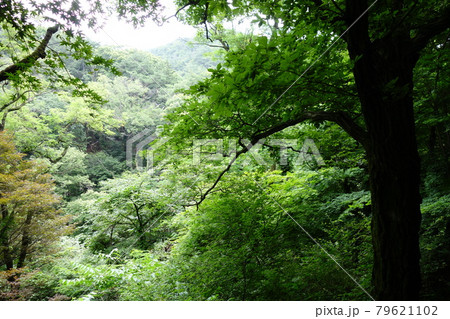 木 登山 森林 79621102