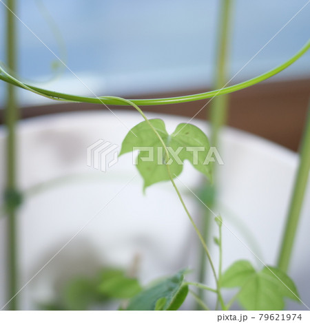 植物 植木鉢 鉢 79621974