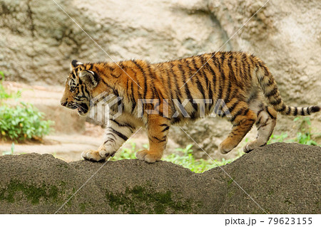 Baby Tiger Cub Is Walking On Rocks Background, Baby Amur Tiger, Hd