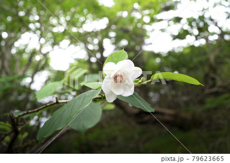 白とピンクがかわいい花　大山蓮華　オオヤマレンゲ 79623665