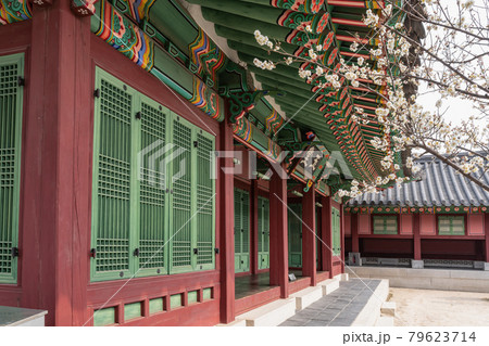 花 梅 ソウル 79623714