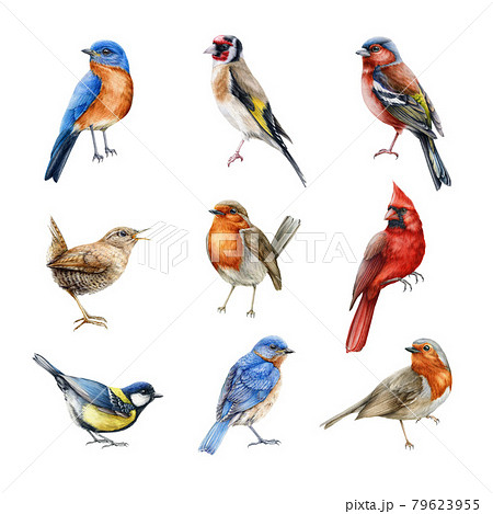 Bird set watercolor illustration. Finch, red cardinal, eastern bluebird, goldfinch, robin, wren image. Realistic garden and forest birds collection. Beautiful backyard avian set on white background Bird set watercolor illustration. Finch, red cardinal, eastern bluebird, goldfinch, robin, wren image. Realistic garden and forest birds collection. Beautiful backyard avian set on white background 79623955