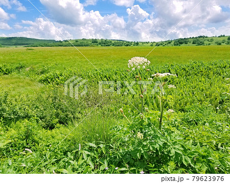 夏の湿原に咲くシシウドの花(霧ヶ峰・八島湿原) 夏の湿原に咲くシシウドの花(霧ヶ峰・八島湿原) 79623976