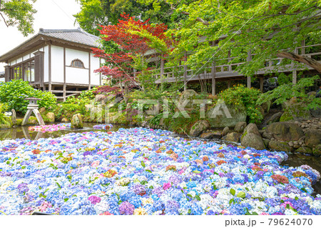 雨引観音　あじさい祭り 79624070