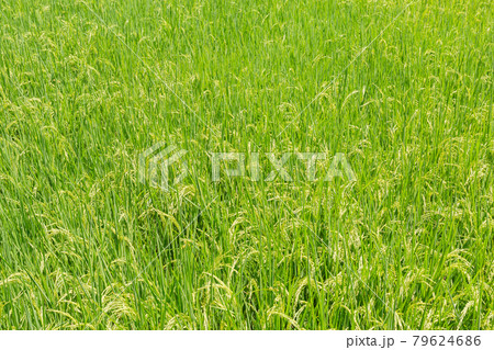 Green paddy field background in organic rice fileds. 79624686